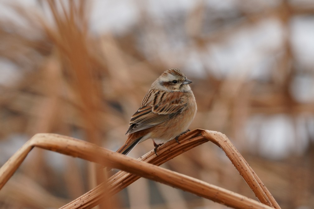 ホオジロ - ML629631032