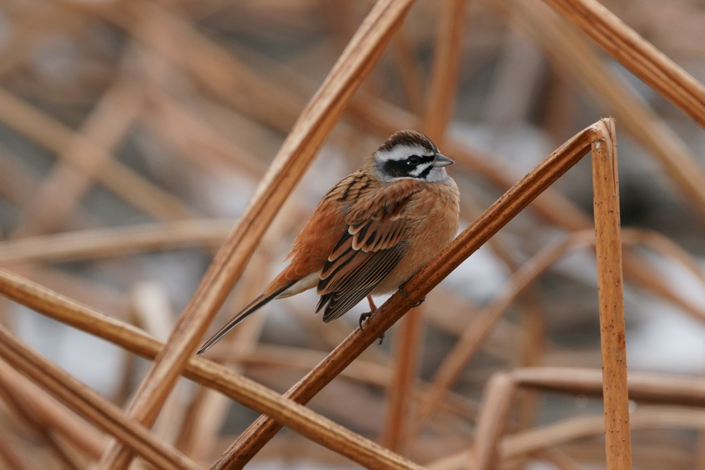 ホオジロ - ML629631033