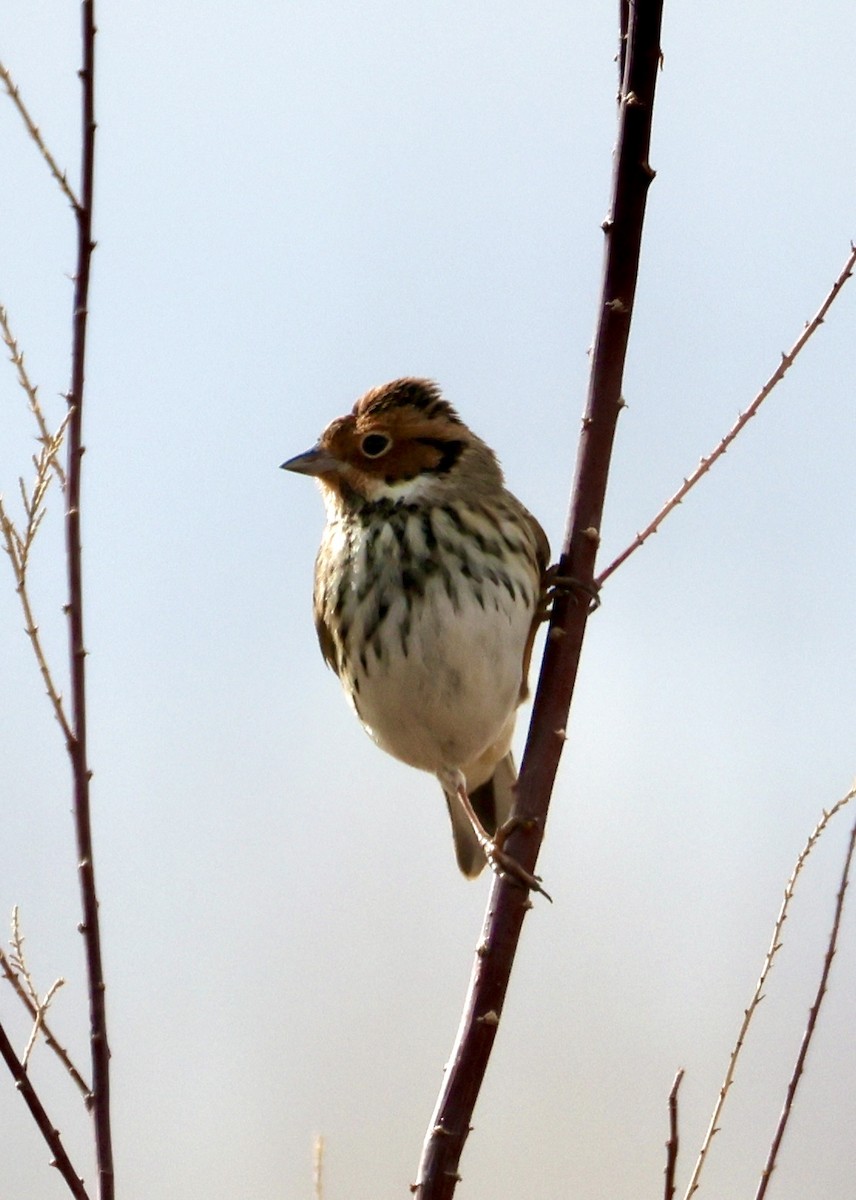 Little Bunting - ML629631133