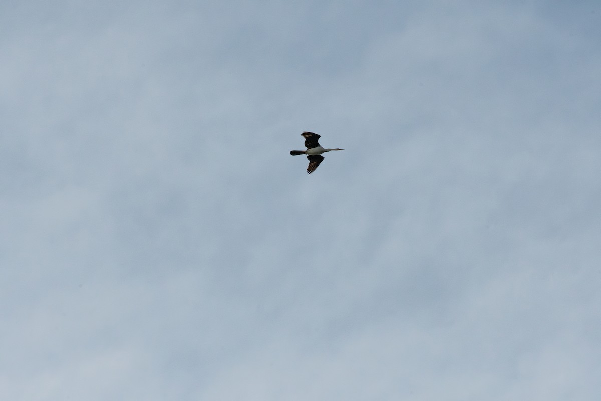 anhinga australská - ML629631268