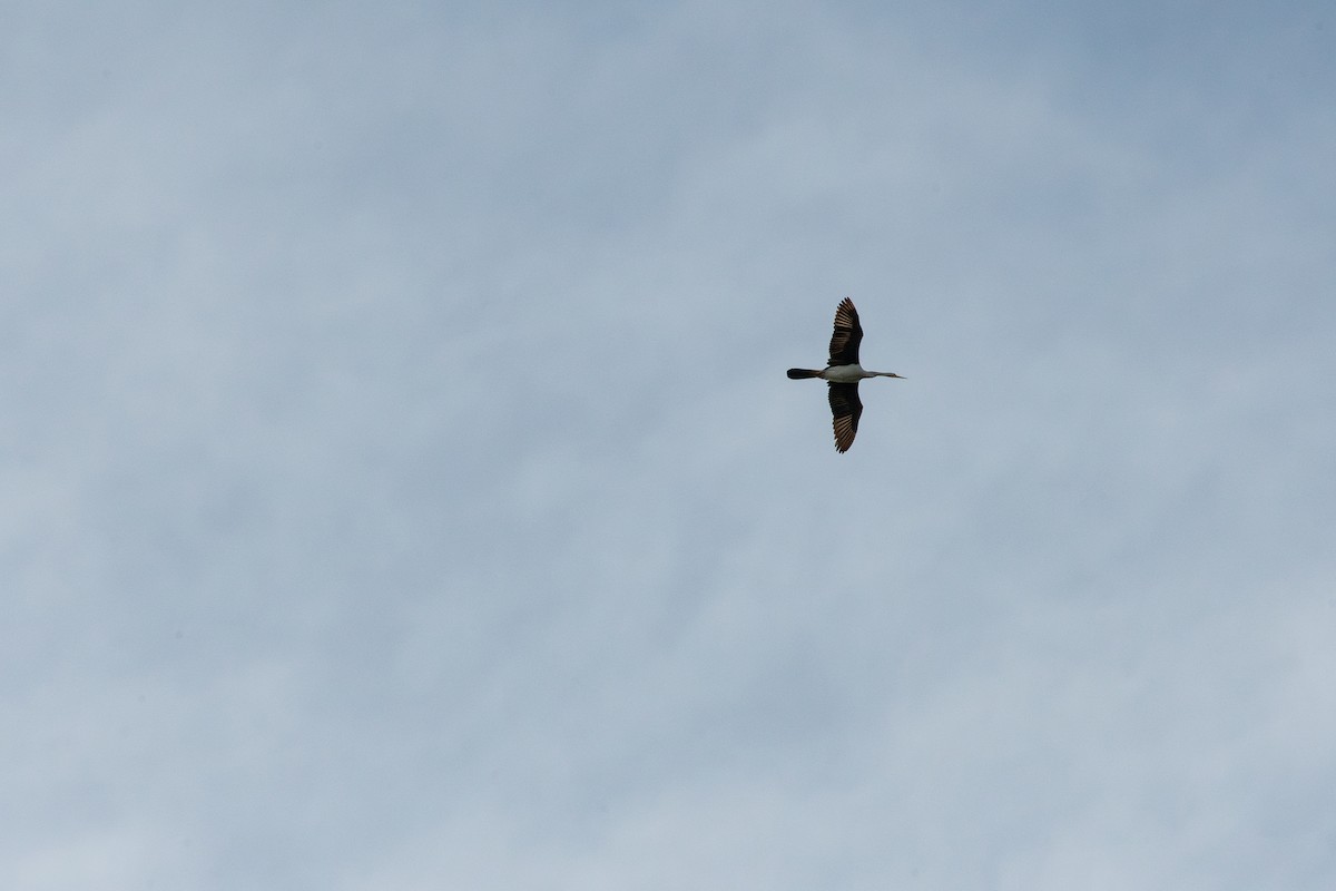 anhinga australská - ML629631269