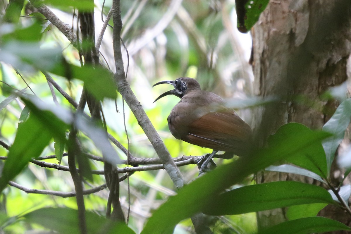 Magnificent Riflebird - ML629631340