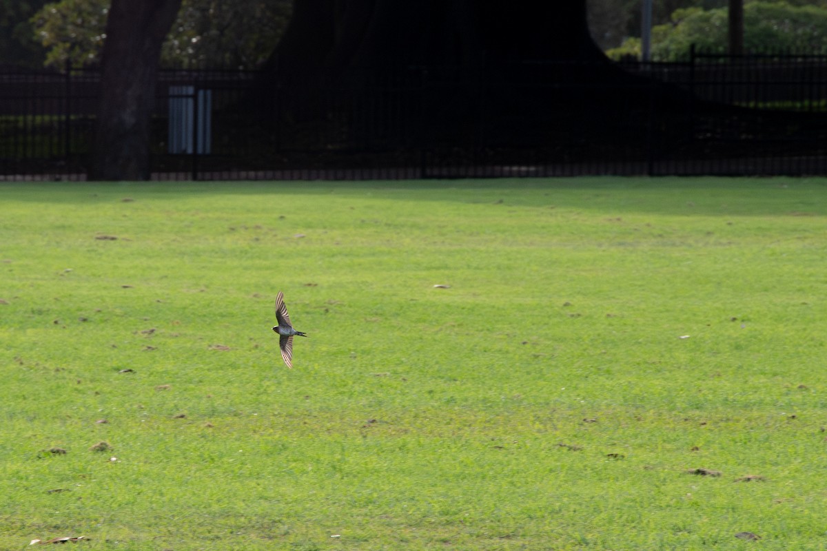 vlaštovka šedobřichá - ML629631359