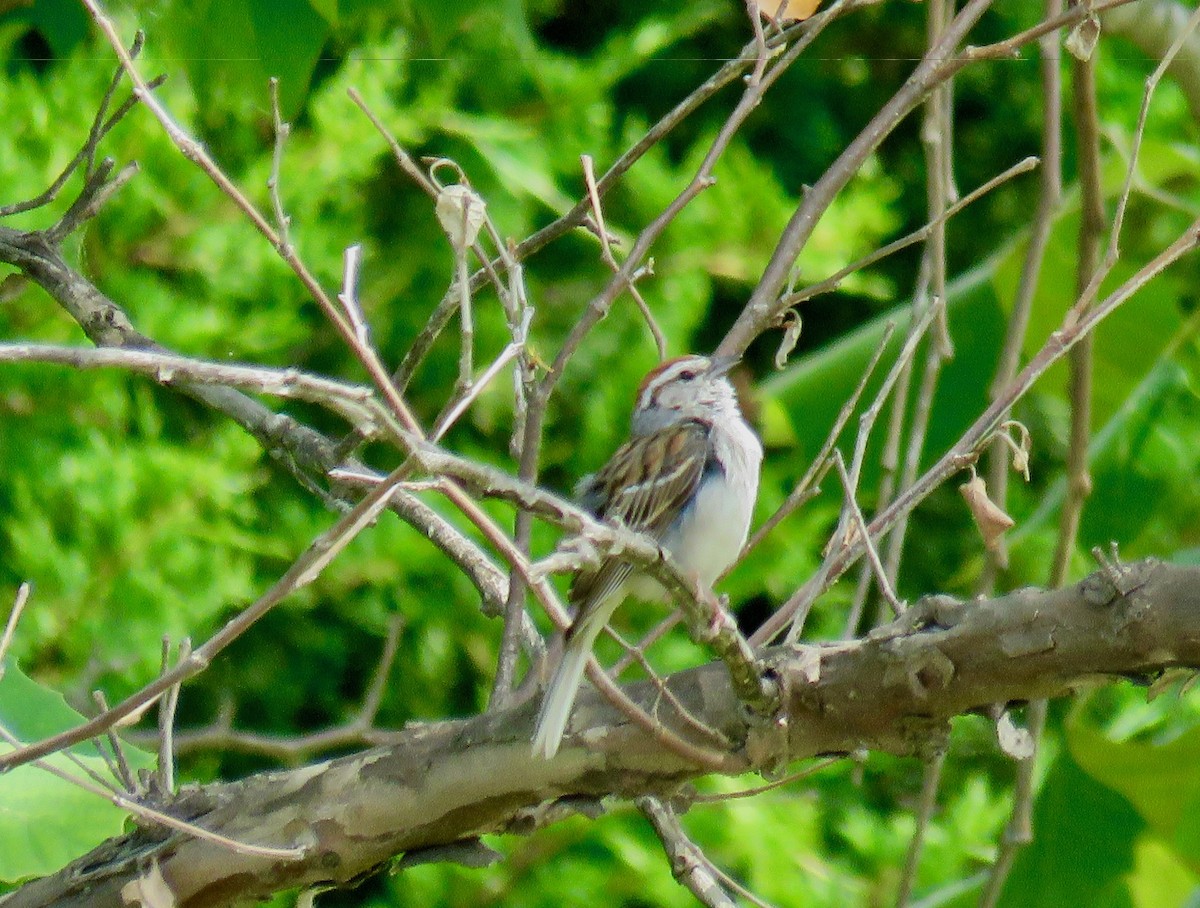 Chipping Sparrow - Ann Tanner
