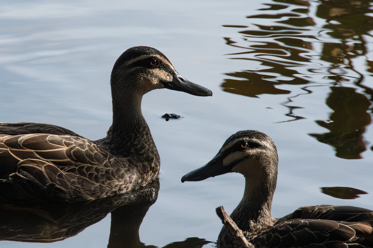 kachna pruhohlavá - ML629631733