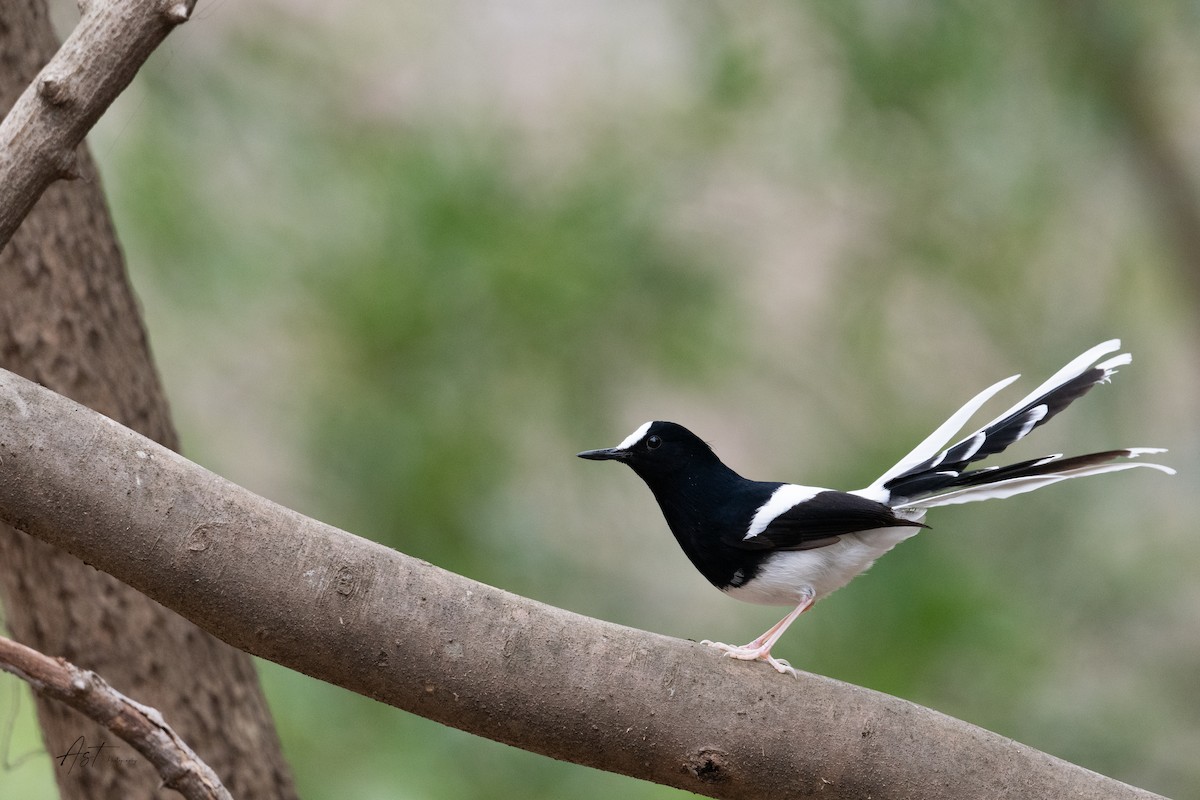 White-crowned Forktail - ML629631836