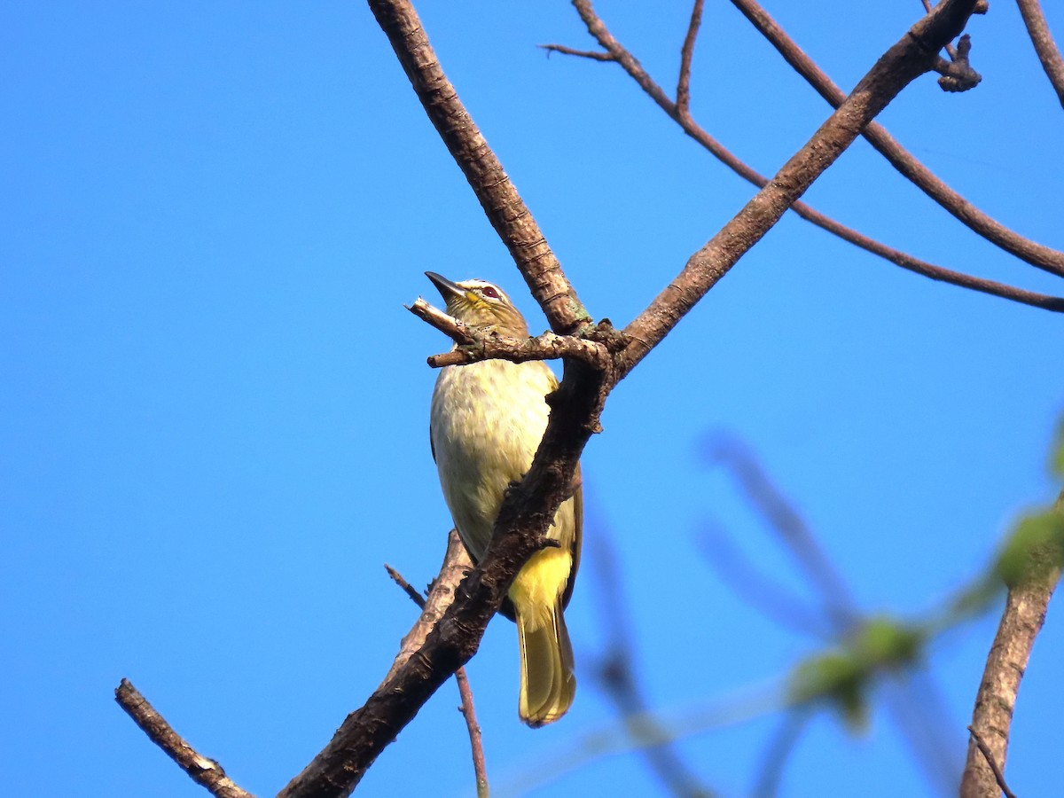 White-browed Bulbul - ML629632375