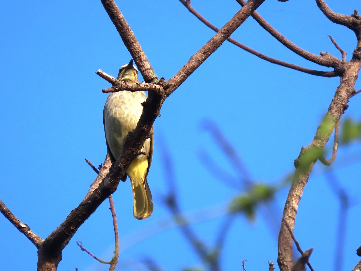 White-browed Bulbul - ML629632376
