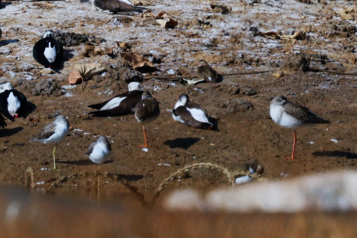 Spotted Redshank - ML629632612