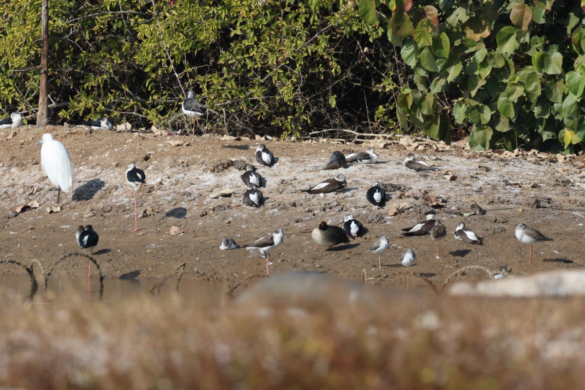 Spotted Redshank - ML629632614