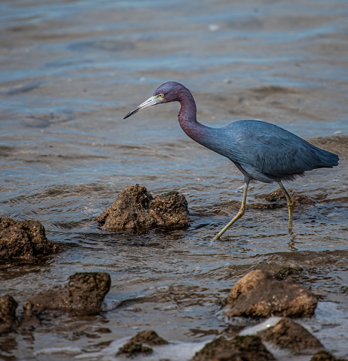 Little Blue Heron - ML629632811