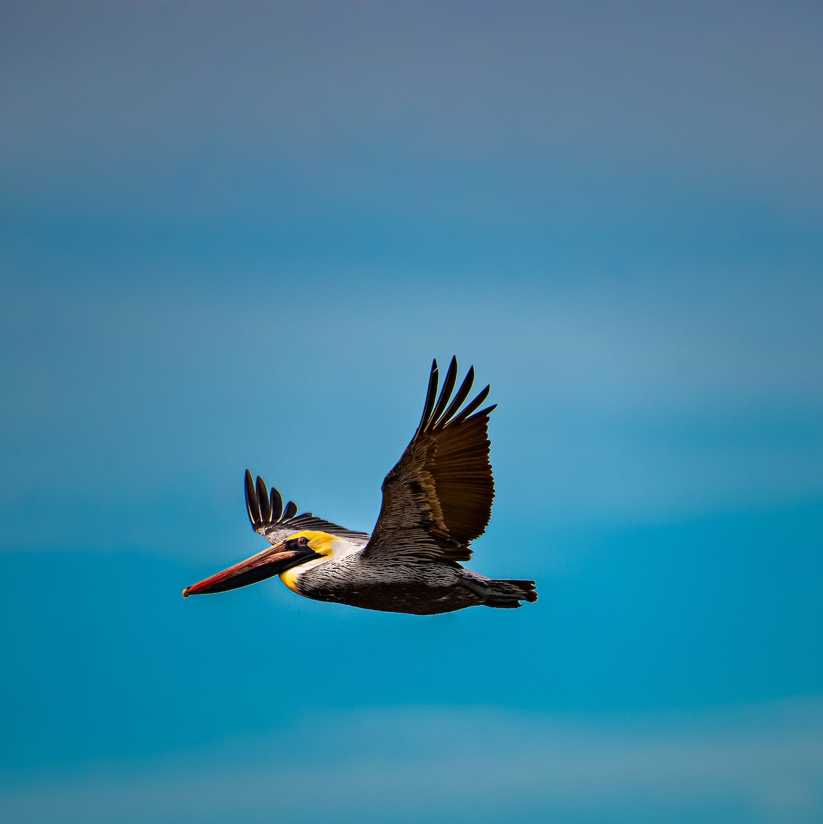 Brown Pelican - ML629632845