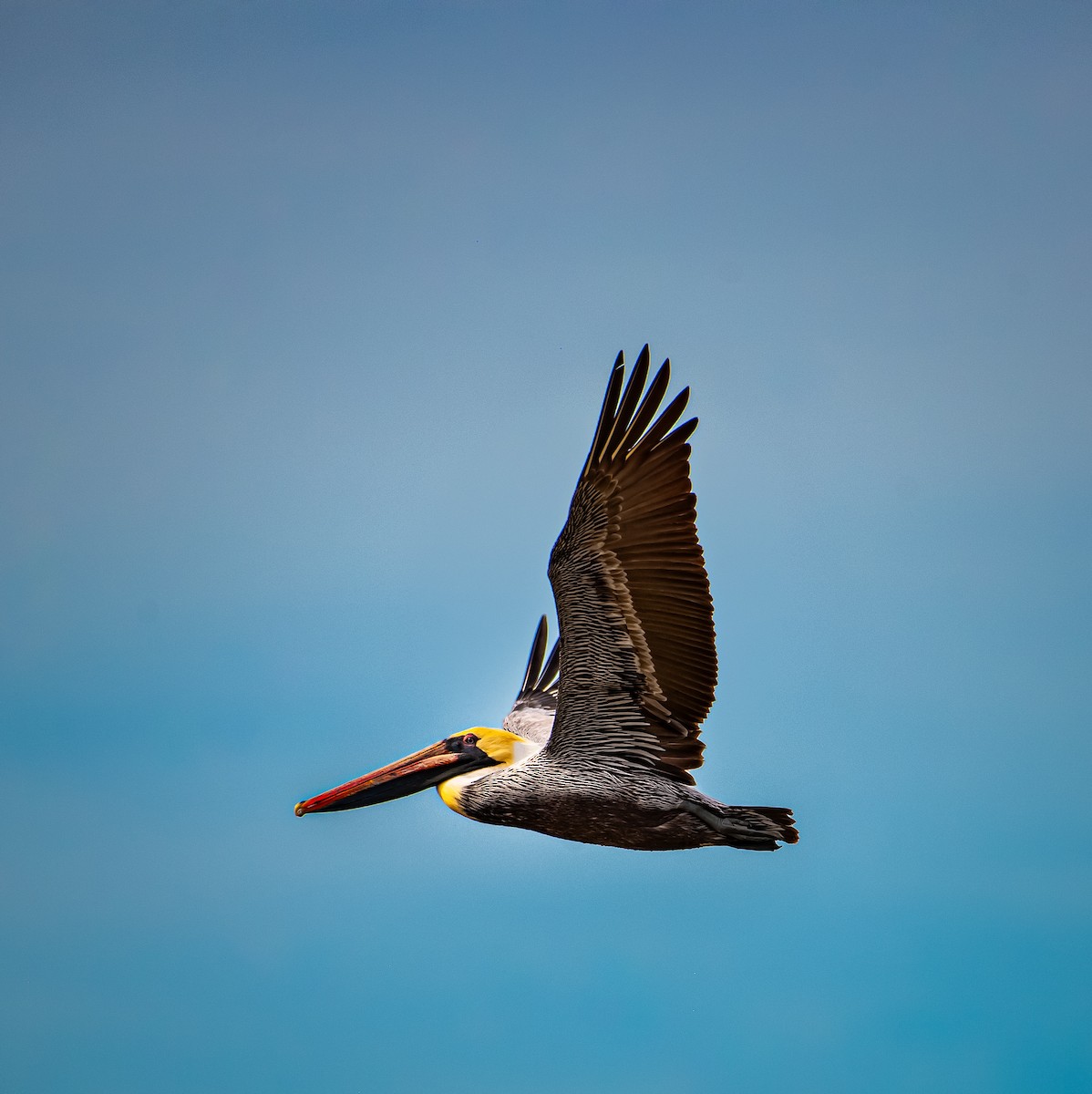 Brown Pelican - ML629632846