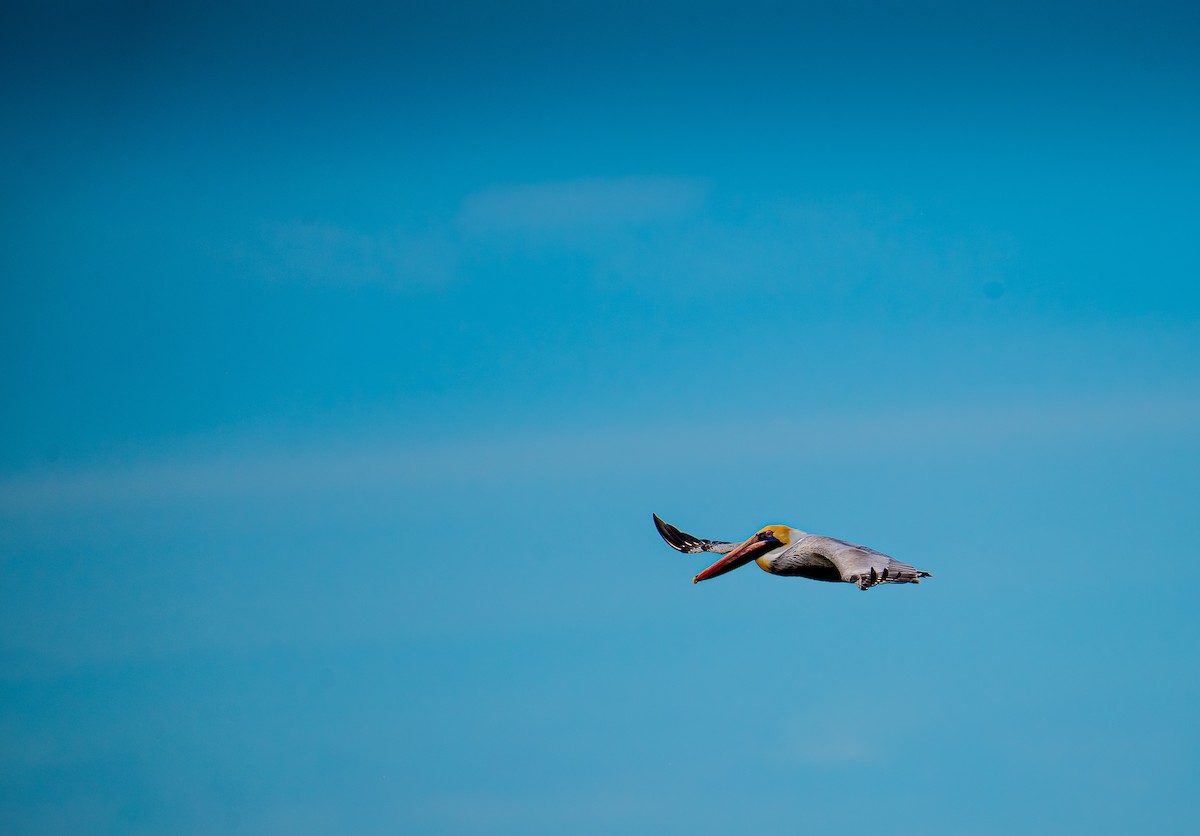 Brown Pelican - ML629632847