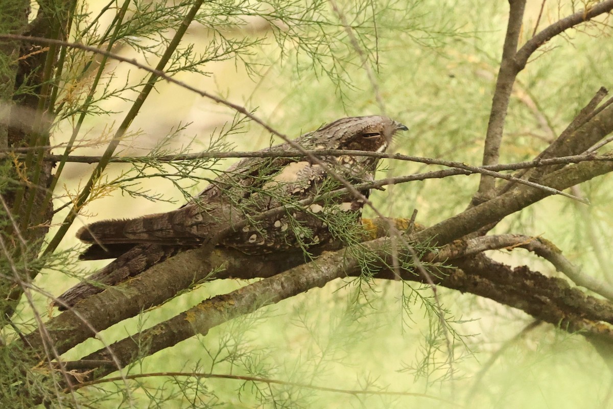 Eurasian Nightjar - ML629632864