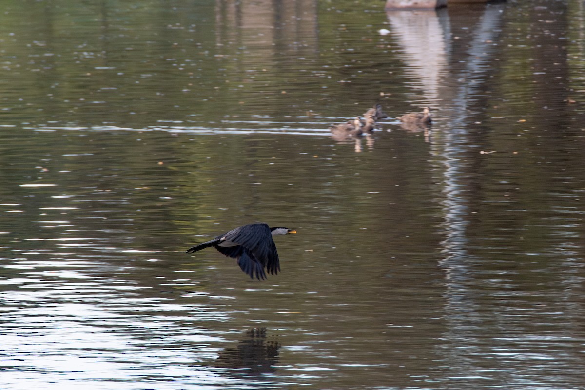 kormorán černobílý - ML629632968