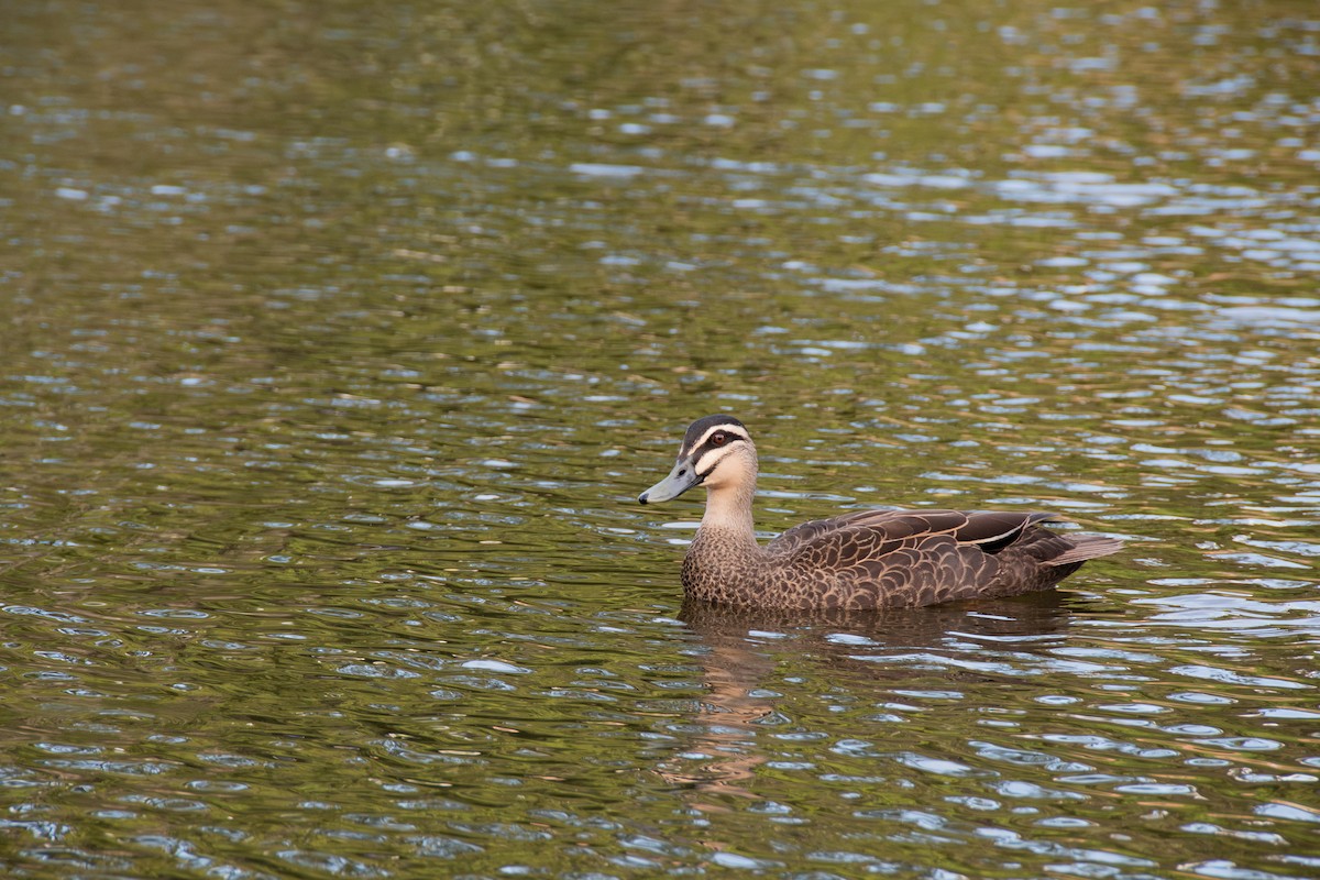 kachna pruhohlavá - ML629633186