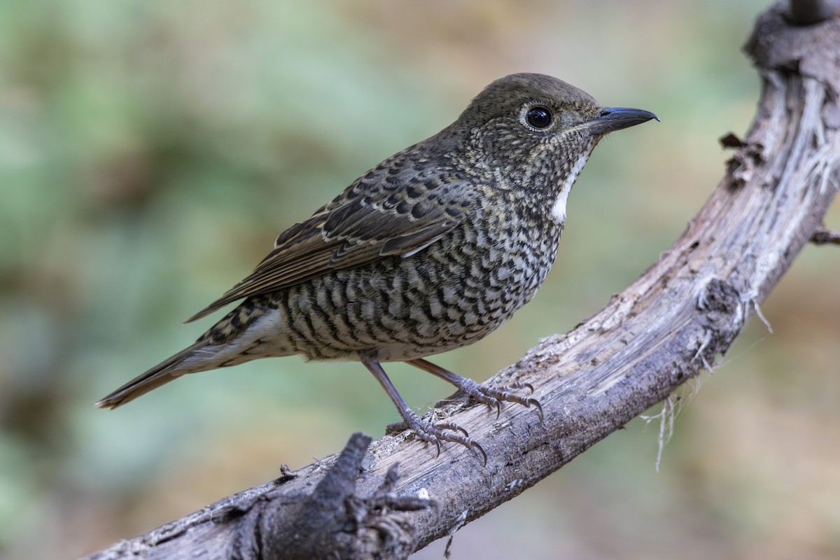 White-throated Rock-Thrush - ML629633211