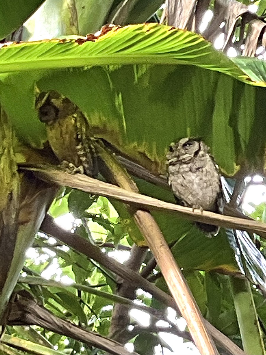 Indian Scops-Owl - ML629633213