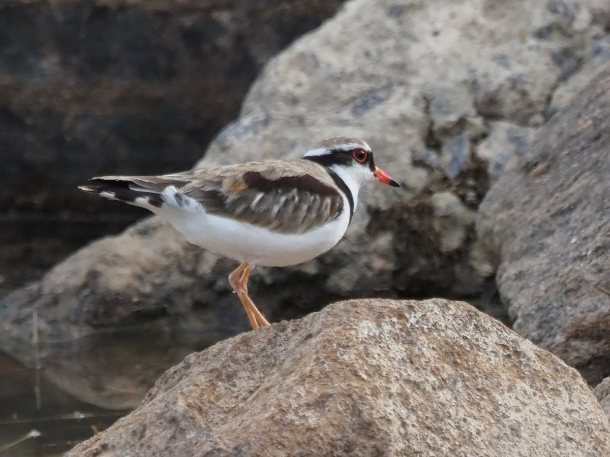Black-fronted Dotterel - ML629633278