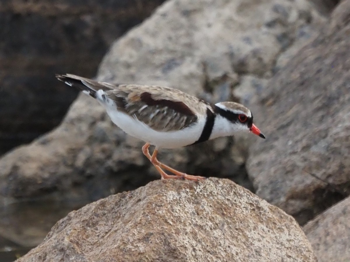 Black-fronted Dotterel - ML629633286