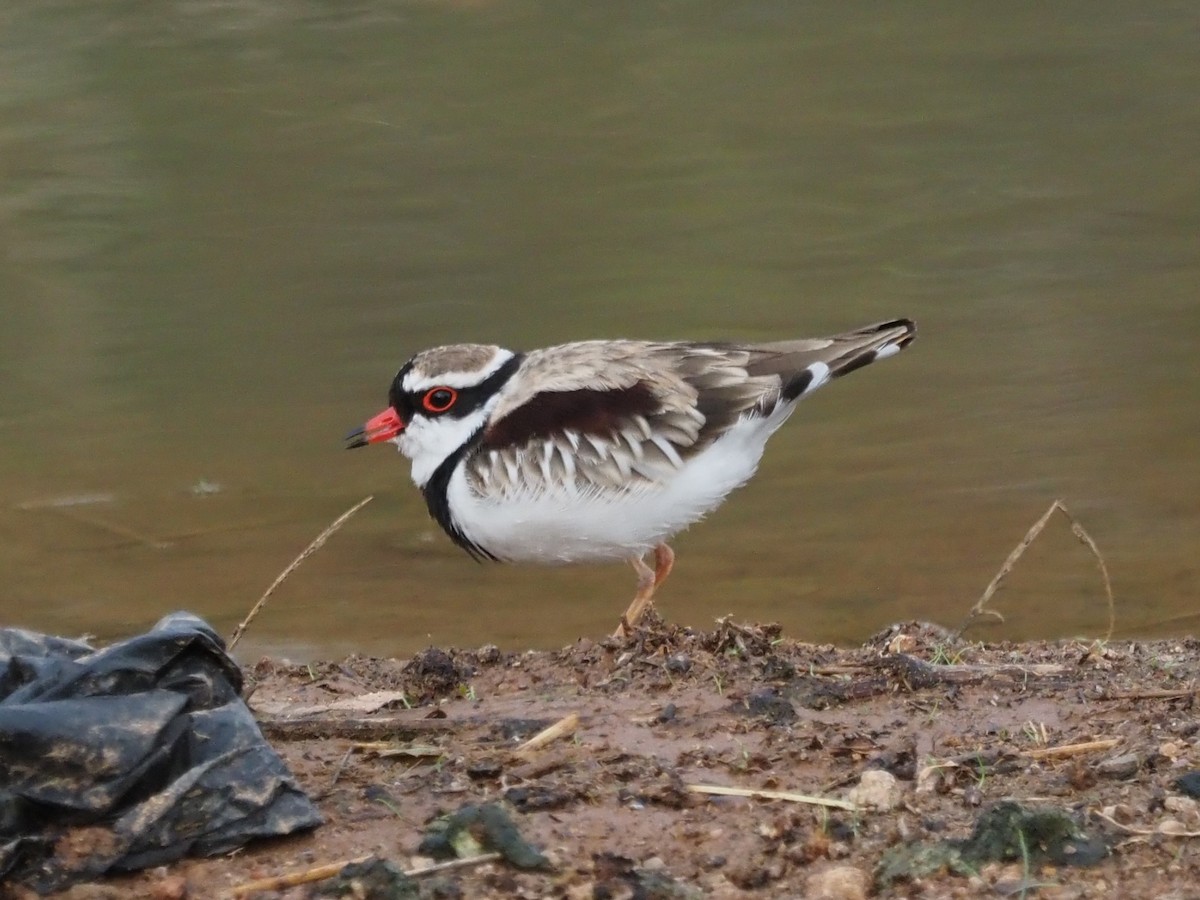 Black-fronted Dotterel - ML629633287