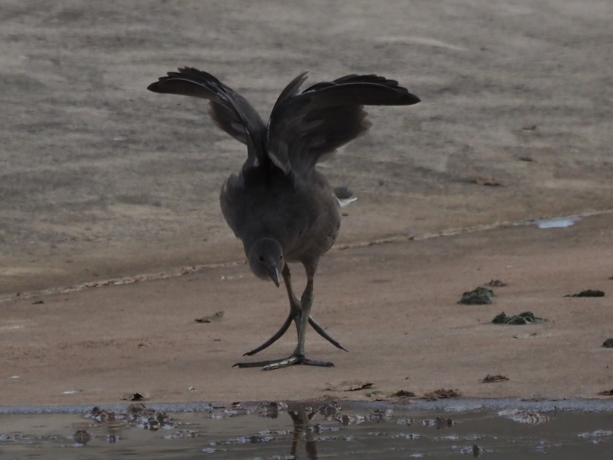 Dusky Moorhen - ML629633292