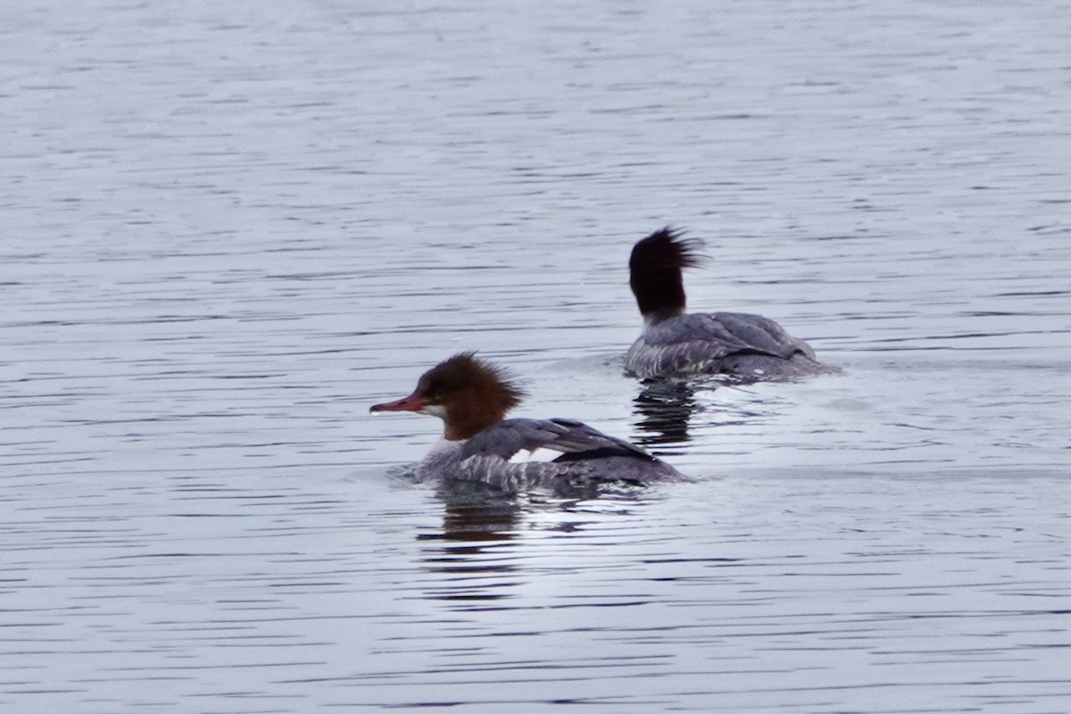 Common Merganser - ML629633299