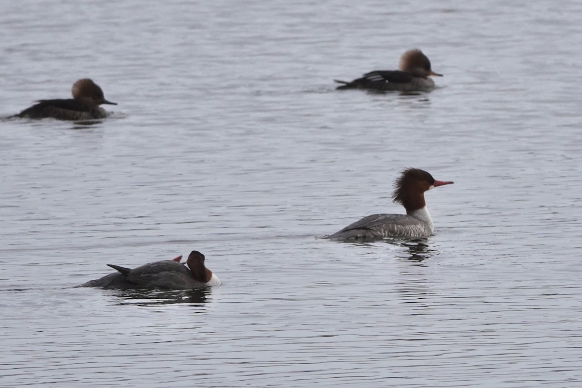 Common Merganser - ML629633301
