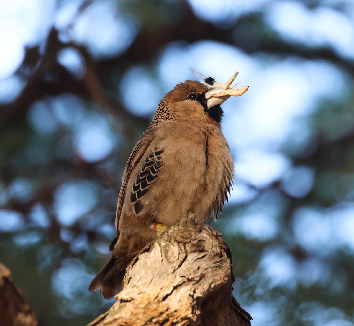 Sociable Weaver - ML629633448