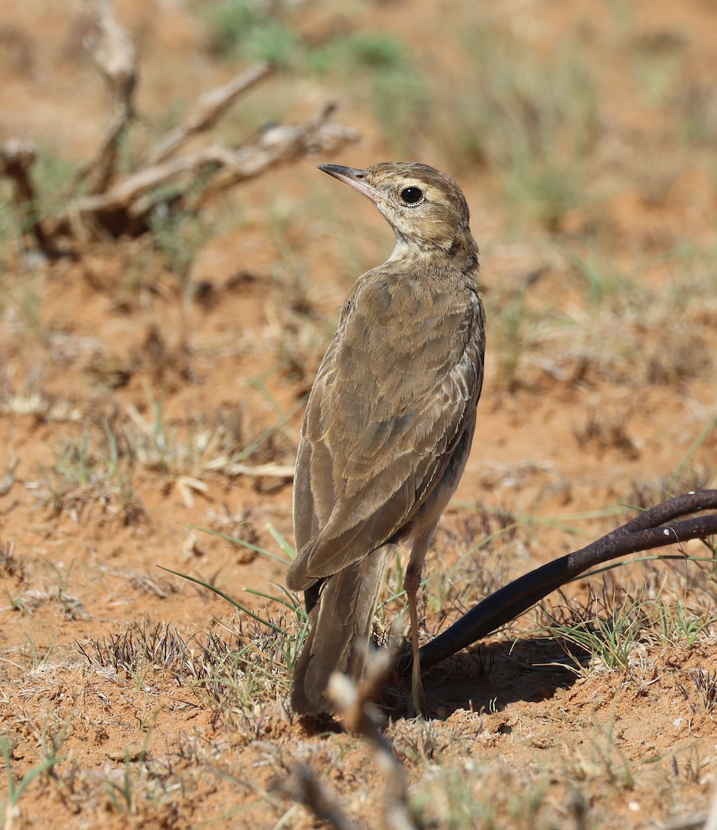 Buffy Pipit - ML629633465