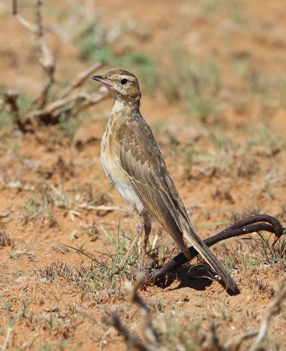 Buffy Pipit - ML629633466