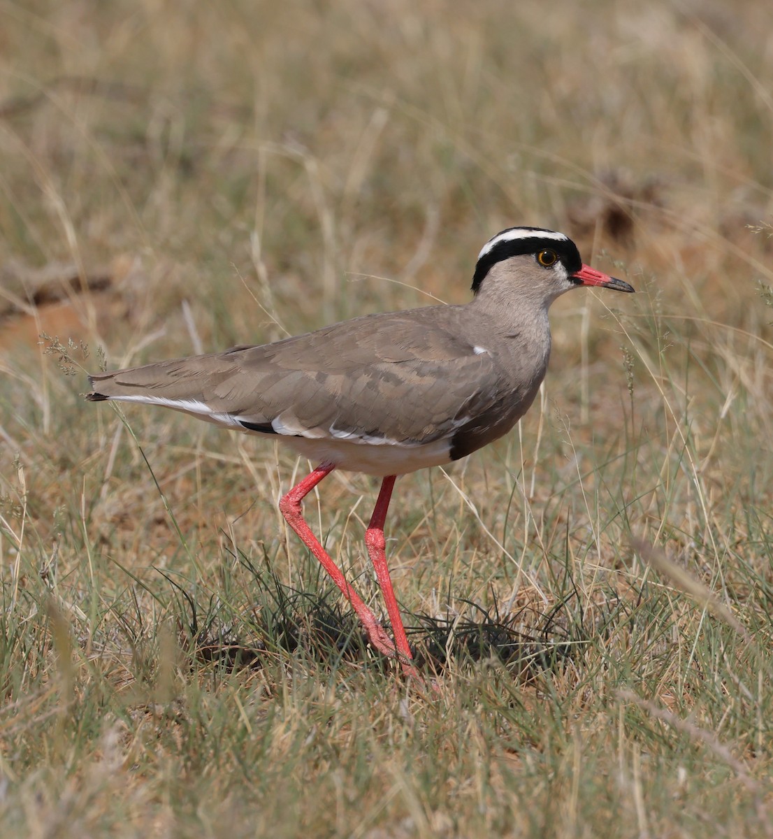 Crowned Lapwing - ML629633477