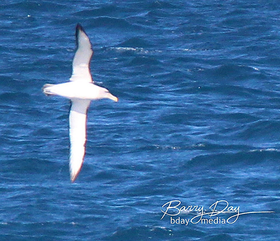 White-capped Albatross (cauta) - ML629633491