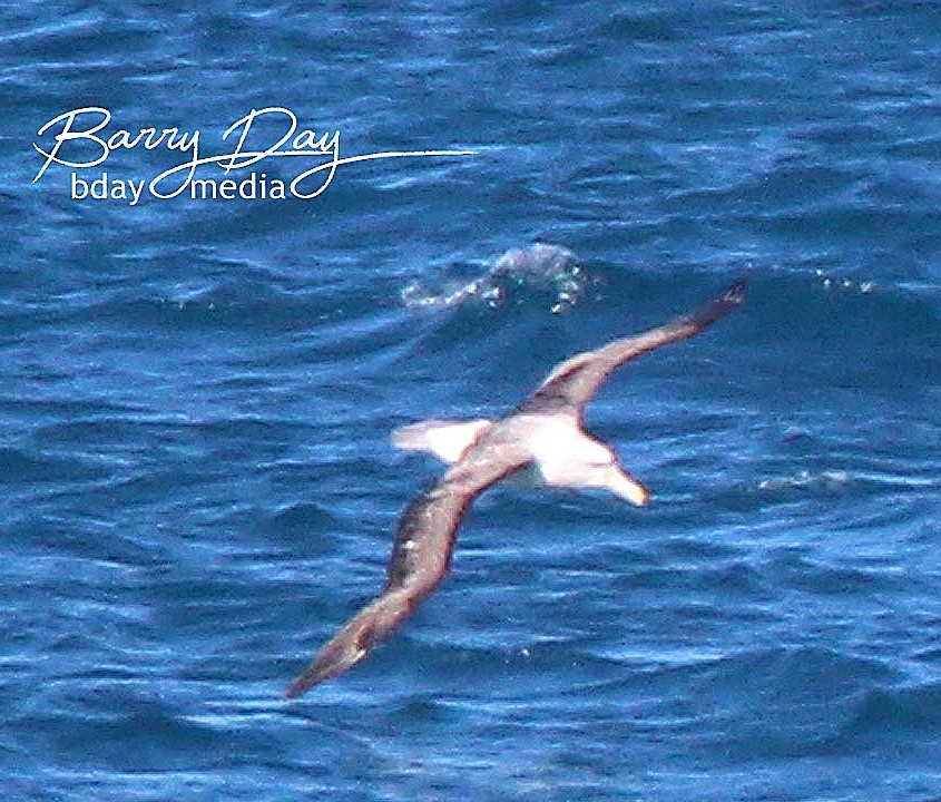 White-capped Albatross (cauta) - ML629633492