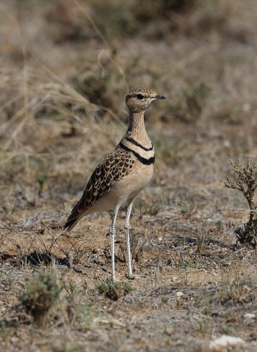 Double-banded Courser - ML629633508
