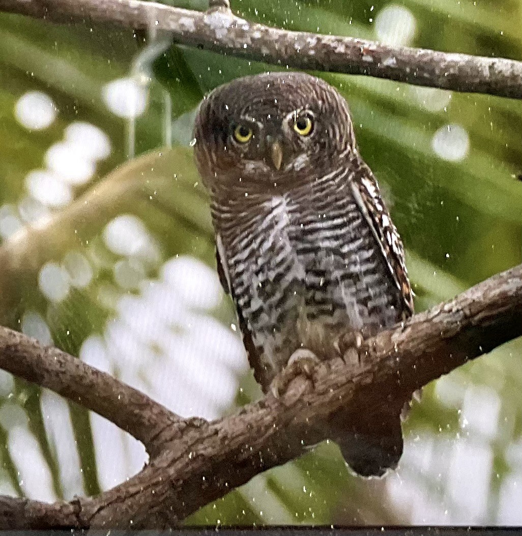 Jungle Owlet - ML629633679