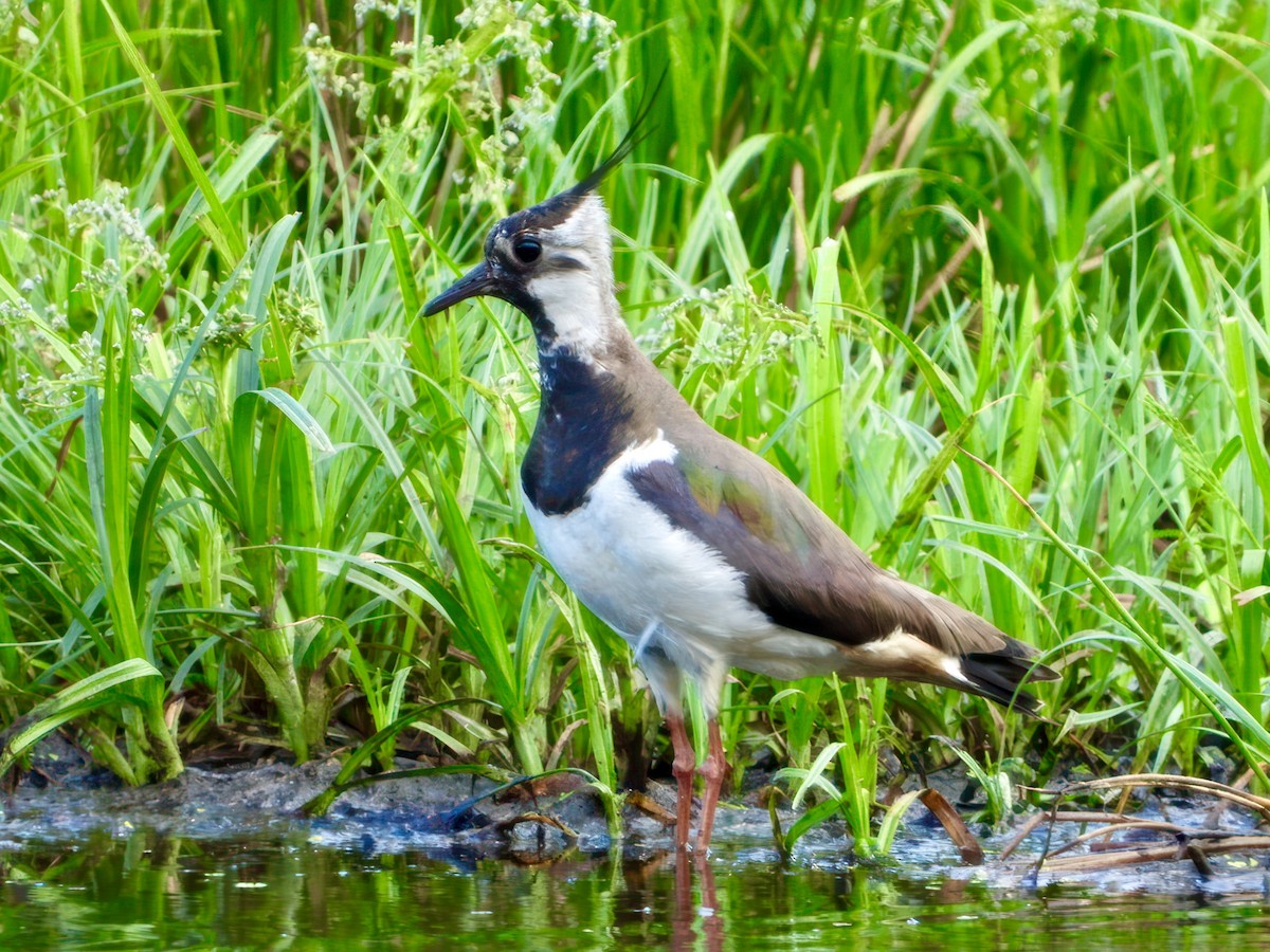 Northern Lapwing - ML629633874