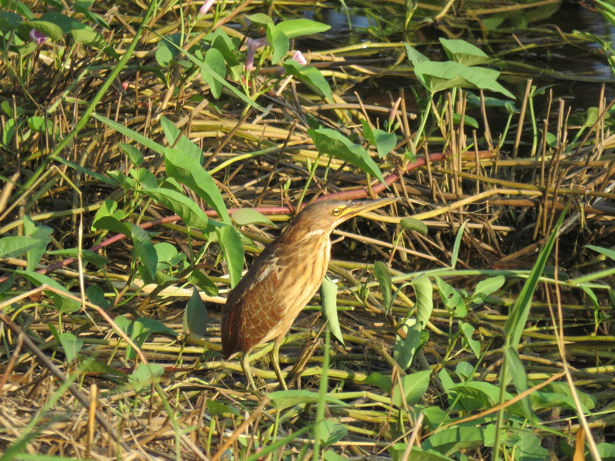 Cinnamon Bittern - ML629633974