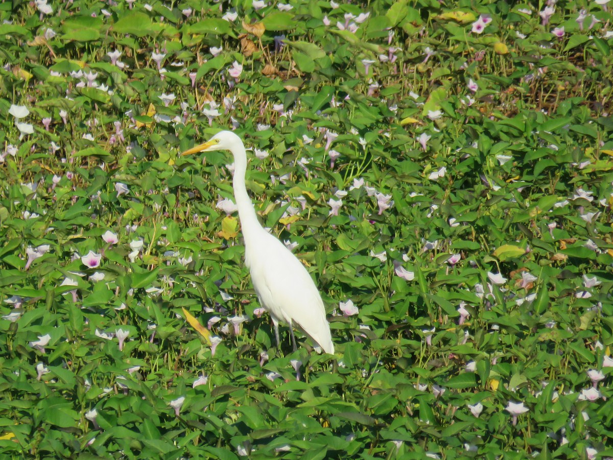 Medium Egret - ML629634010