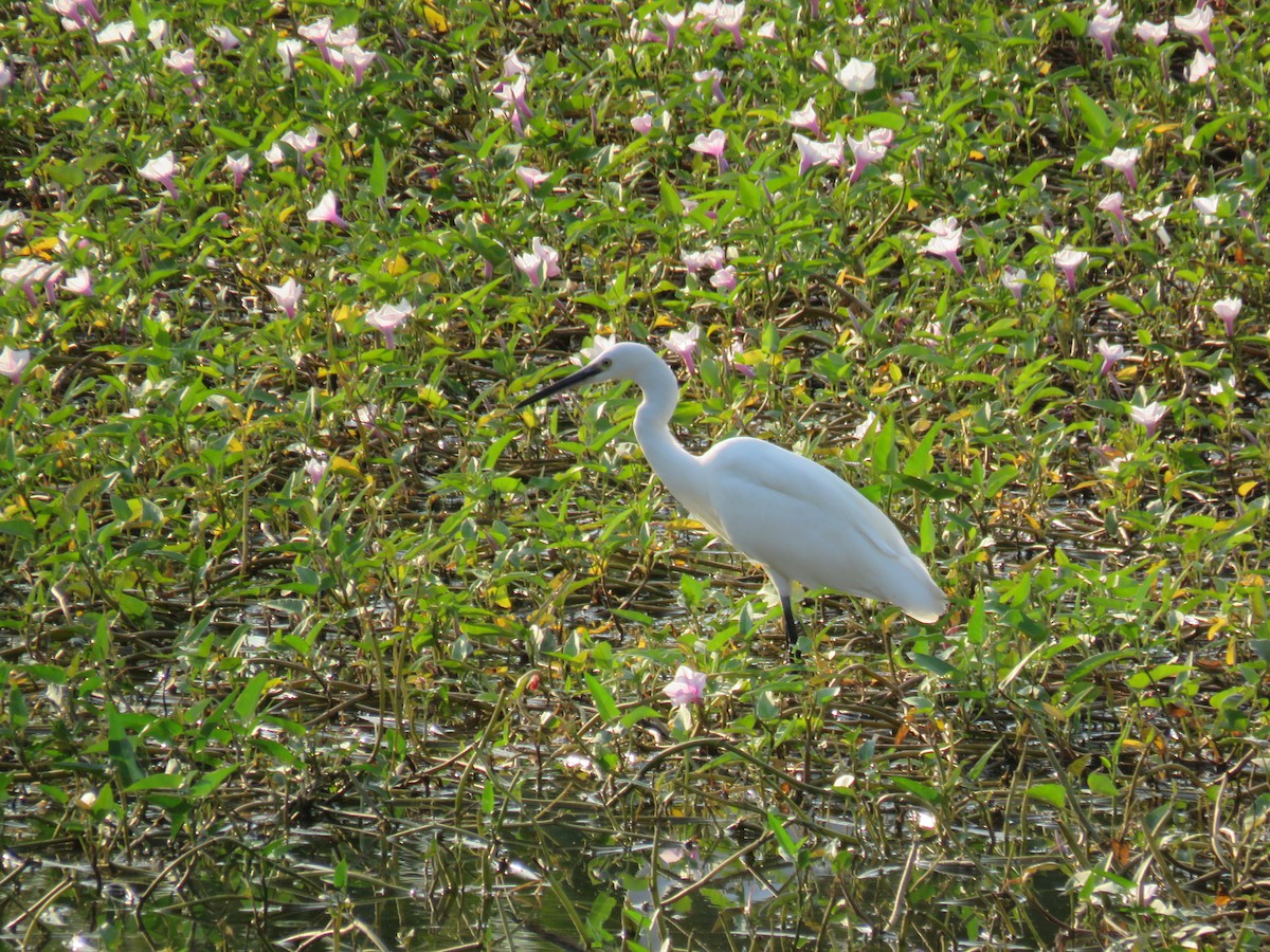 Little Egret (Western) - ML629634011