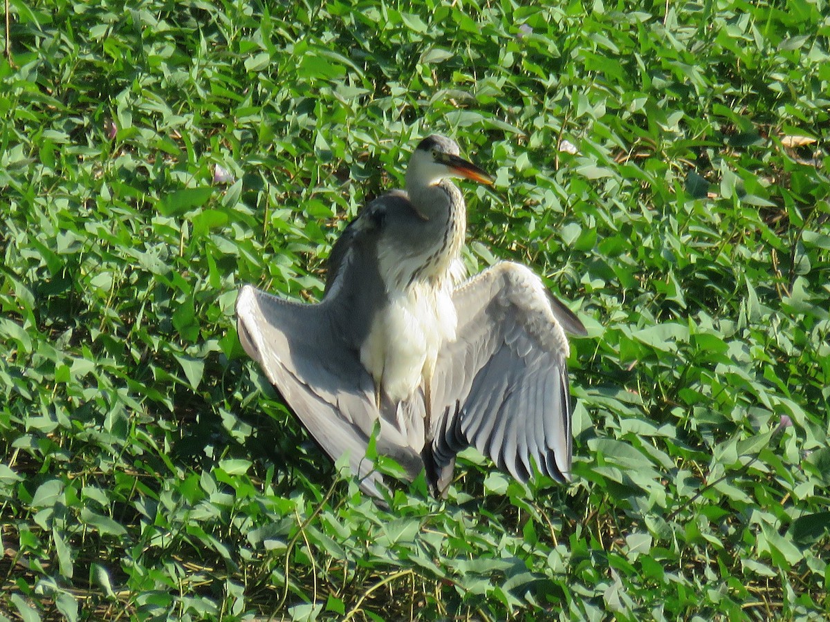 Gray Heron (Gray) - ML629634012