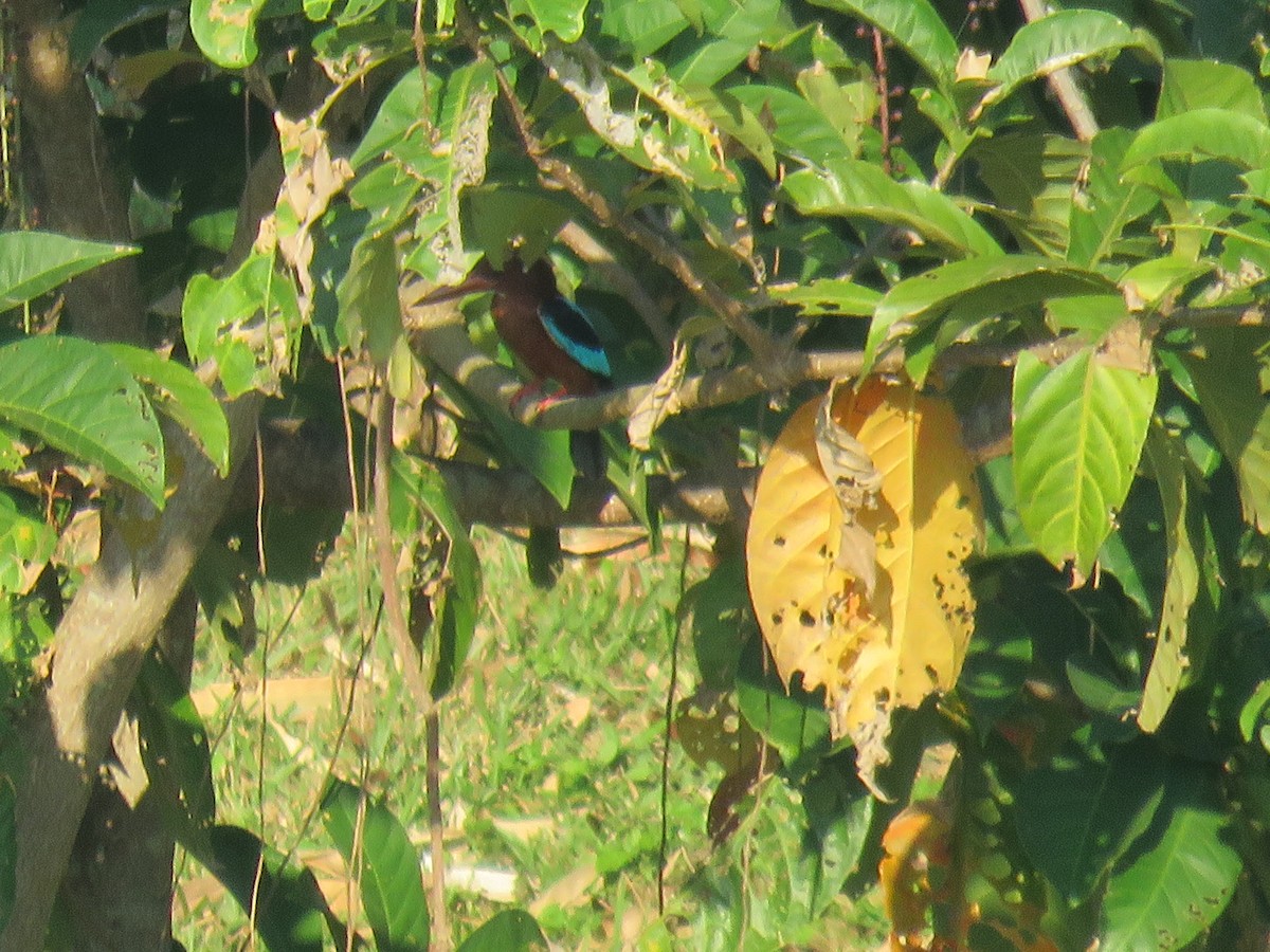 Brown-breasted Kingfisher - ML629634046