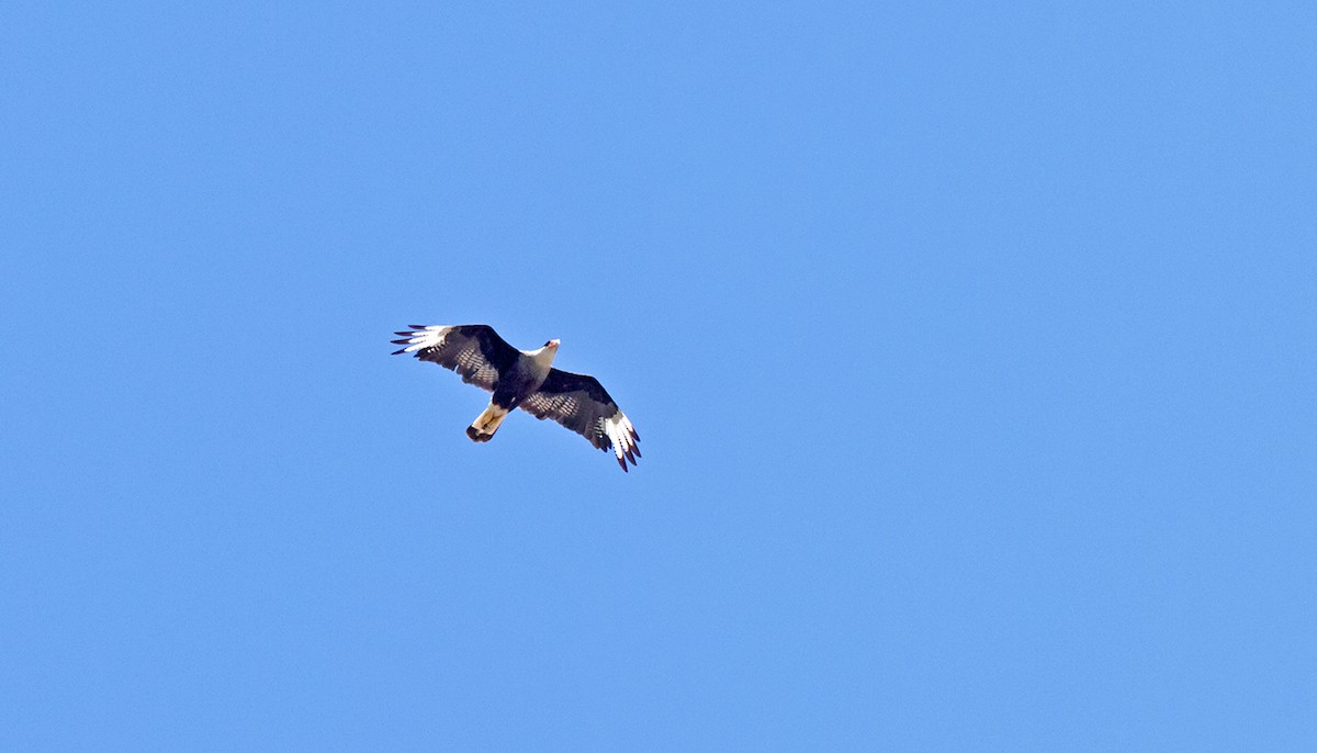 Crested Caracara (Southern) - ML629634154