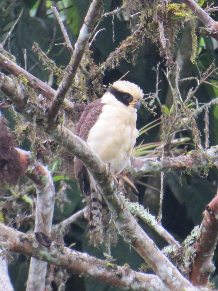 Laughing Falcon - ML629634397
