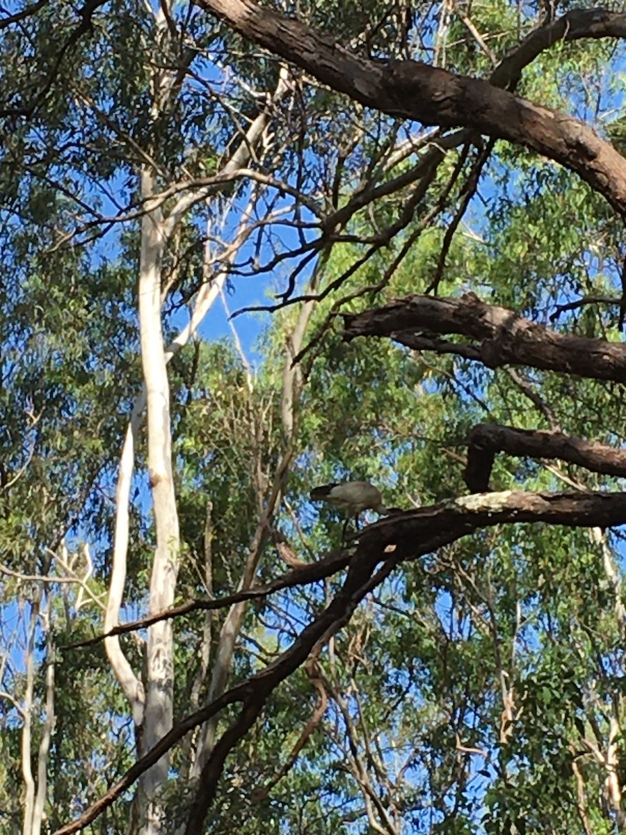 Australian Ibis - ML629634613