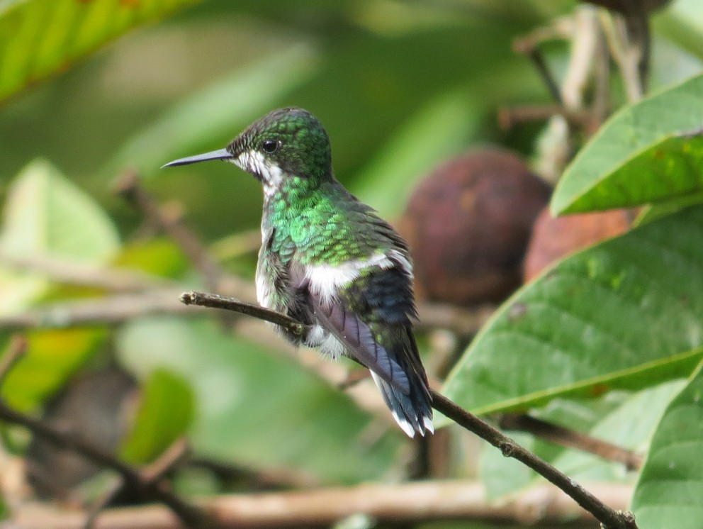 Green Thorntail - ML629634657