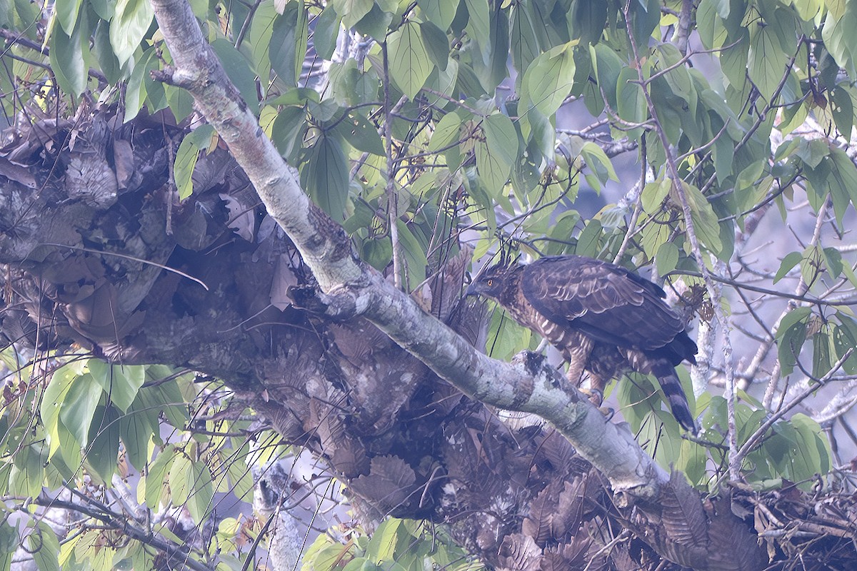 Legge's Hawk-Eagle - ML629634675