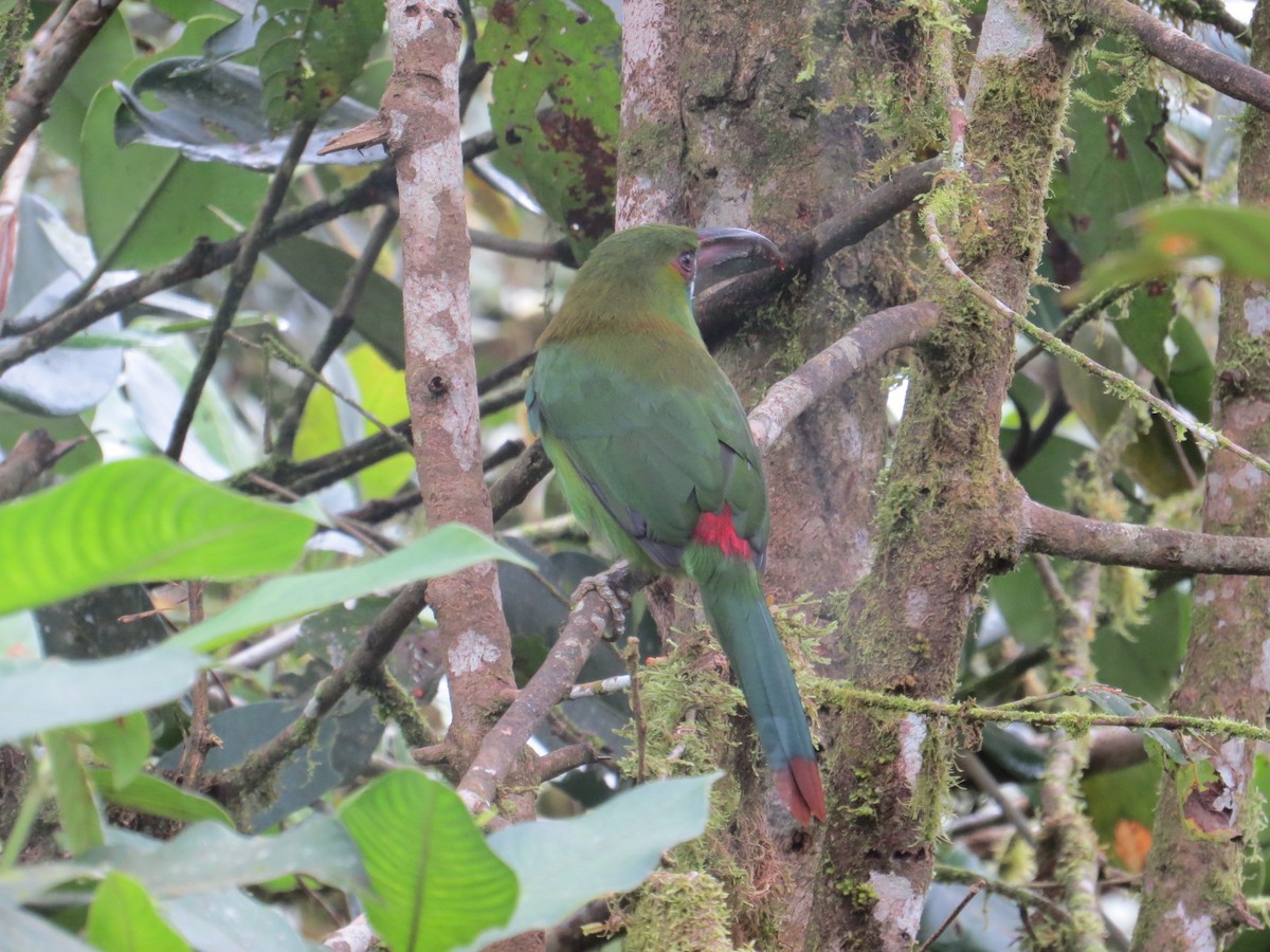 Crimson-rumped Toucanet - ML629634741