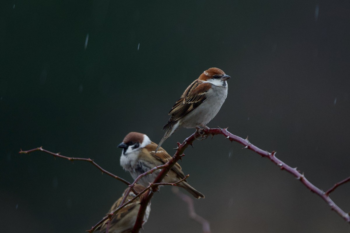 Russet Sparrow - ML629634760